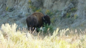 PICTURES/Theodore Roosevelt National Park/t_Buffalo1.JPG